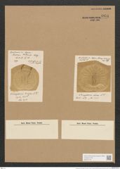 Campylodiscus latus Shadb. (de-Toni-Nr.: Genus 57, Species 2460) Zeichnungen Sammlung Grunow Nr. 4954 (NHMW-BOT-W0373175)